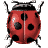 ladybug